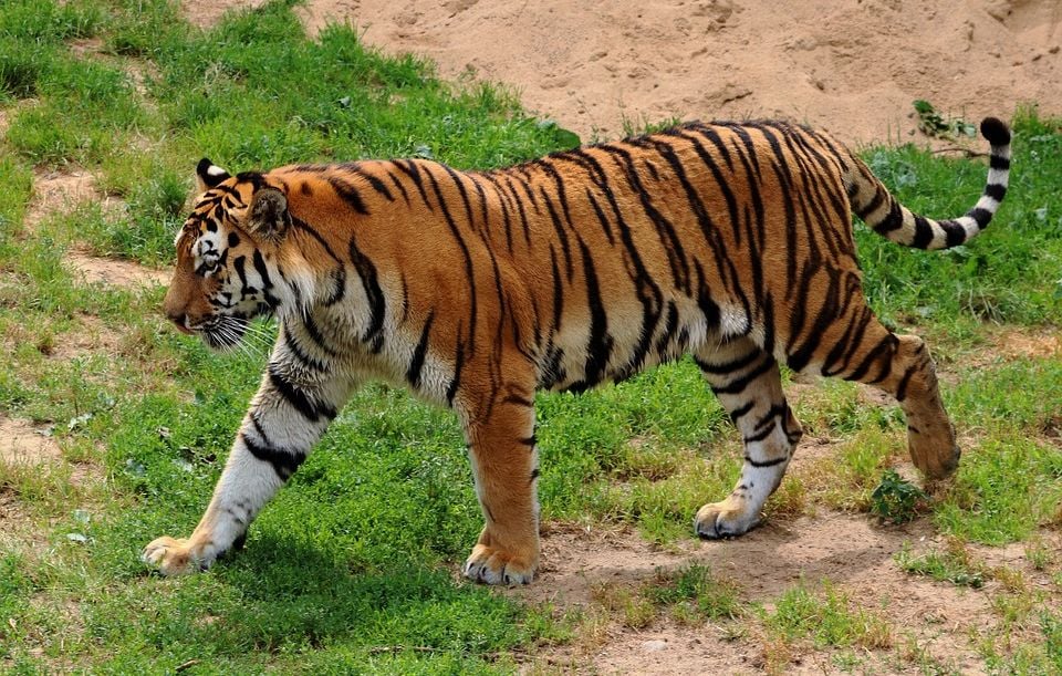 Le tigre de Sibérie : entre résilience et fragilité